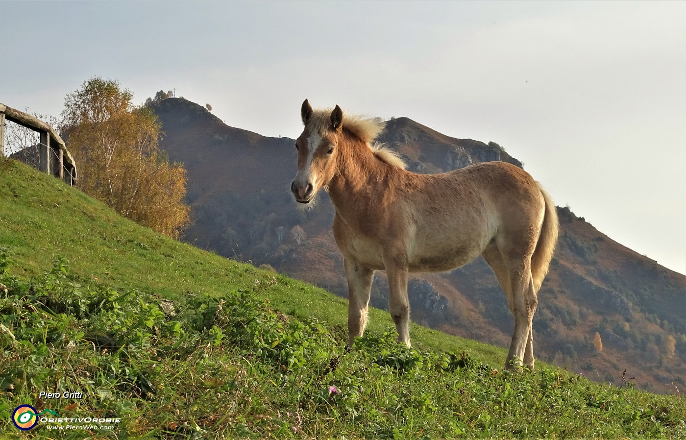 15 L'amico cavallino mi annuncia il Monte Gioco.JPG